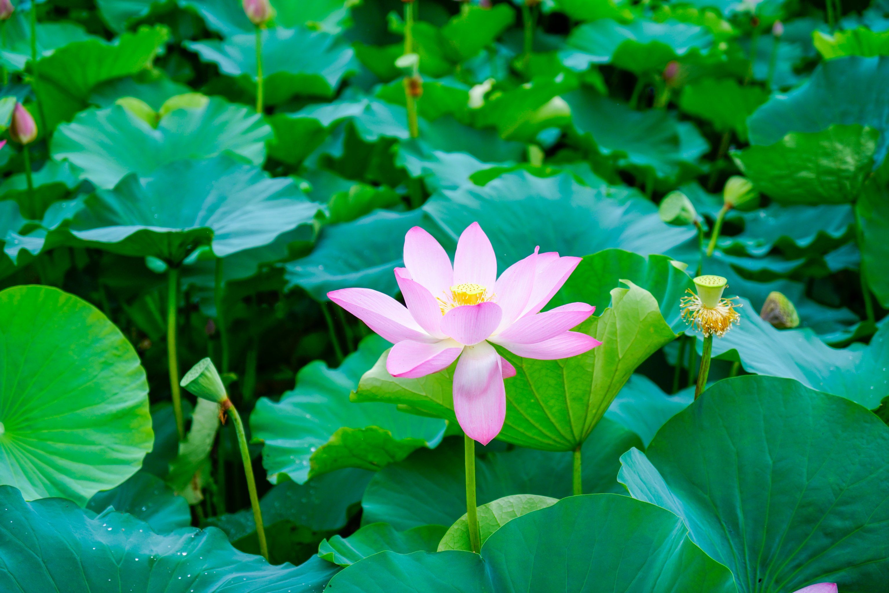 荷花池商场决明子行情安稳