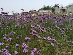 -杏花村文化旅游区