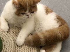 -飞行喵MR PILOT|猫舍·猫咖(静安大融城店)