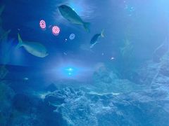 -暹罗海洋世界
