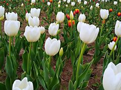 -长春公园(普阳街道)