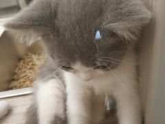 -飞行喵MR PILOT|猫舍·猫咖(静安大融城店)