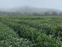 -中国茶叶博物馆(双峰馆区)