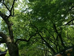 -普陀山风景名胜区-法雨禅寺