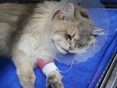 -佑安动物医院·全科·内窥镜中心(幸福巷店)