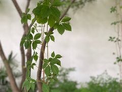 -江宁织造博物馆