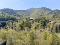 -大唐贡茶院