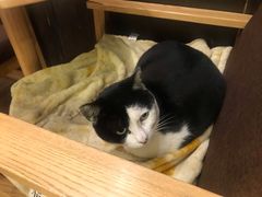 -猫的天空之城概念书店(杭州南宋御街店)