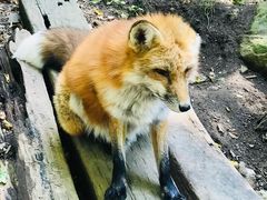 -宫城藏王狐狸村