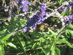 -紫海香堤香草艺术庄园