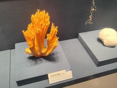 -四川大学博物馆