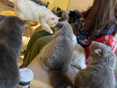 -猫和宫(六道口店)