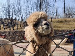 -北京野生动物园