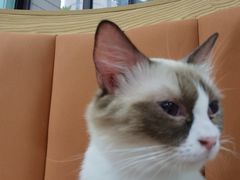 -Bastet sally猫舍购宠(静安店)