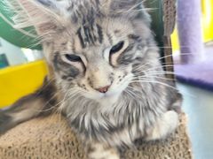 -十年猫舍·猫咪专门店(普陀店)
