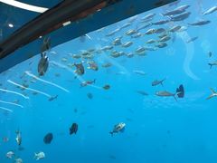 -瑞德姆美人鱼海底演艺主题餐厅(亚龙湾店)