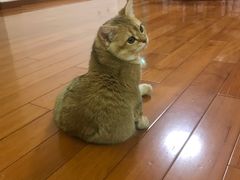 -东方名猫馆·英短金渐层布偶猫舍(环线广场1号楼店)