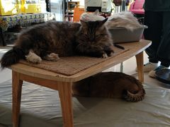 -平行世界·猫咖(首经贸店)