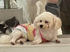 -共舞时光猫咖·狗咖(新街口店)