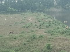 -溱湖国家湿地公园