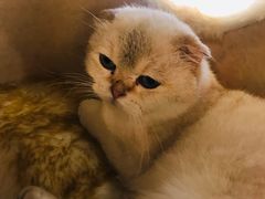 -藏猫猫咖啡主题馆(中央大道店)