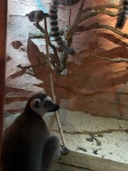 -Zoolung Zoolung动物主题公园(海信广场店)