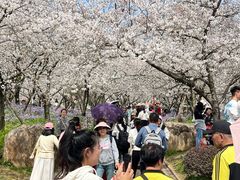 -东湖磨山景区樱花园-停车场
