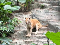 -广州长隆野生动物世界