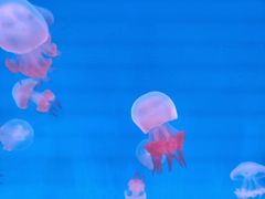 -福州罗源湾海洋世界旅游区