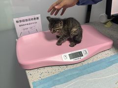 -半岛宠物医院24小时(科华中路店)