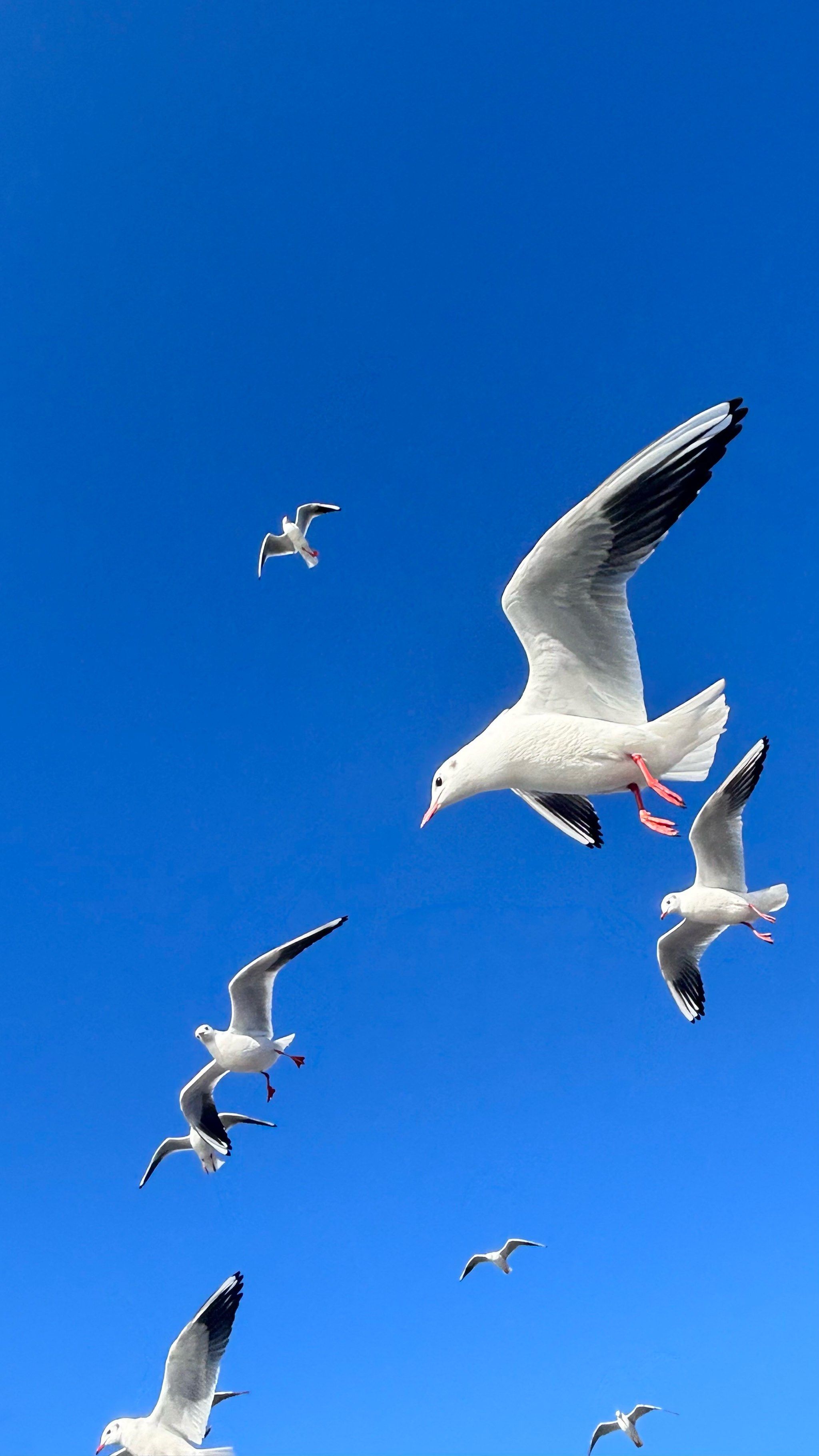 和白鸽一起飞向蓝天