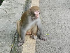 -黔灵山公园