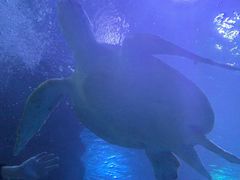 -太平洋海底世界