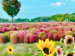 -花开海上生态园