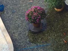 三亚亚龙湾华宇度假酒店(原三亚华宇皇冠假日酒)-三亚亚龙湾雅高美爵酒店