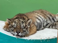 -北京野生动物园