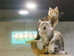 -十年猫舍·猫咪专门店(普陀店)