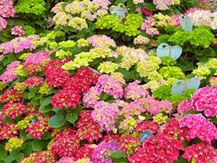 -上海鲜花港