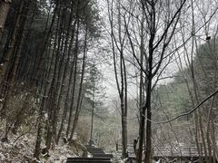 -王顺山国家森林公园
