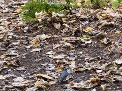 -五营红松林海景区