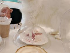 -飞行喵MR PILOT|猫舍·猫咖(静安大融城店)