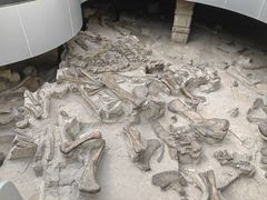 -自贡恐龙博物馆