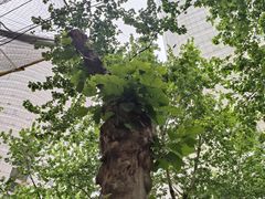 -淮国旧H22·中古店