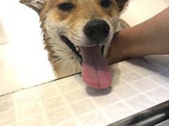 -PETKIT 小佩宠物·低压洗护·美容·寄养(安远店)