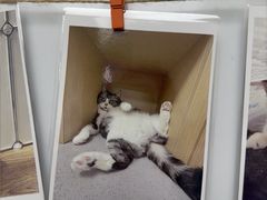 -瑞派康怡24h宠物医院·犬猫医疗中心·微创绝育(瑞景分院)