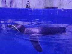 -多彩贵州城极地海洋世界