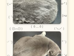 -悠尼宠物·独立低压伊珊娜洗护·美容·寄养(兰谷路店)