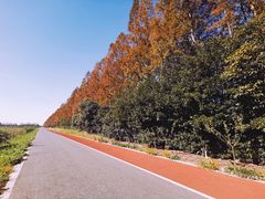 -上海长兴岛郊野公园