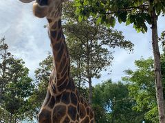 -清迈夜间动物园