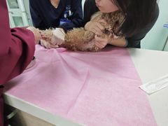-北京观赏动物医院·24小时大型综合·猫专科·异宠专科